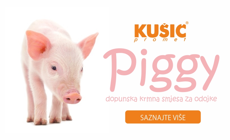 piggy web banner